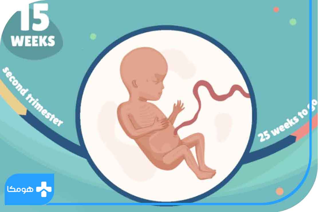 وضعیت جنین در هفته پانزدهم بارداری