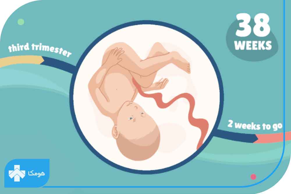 رشد جنین در هفته سی و هشتم بارداری