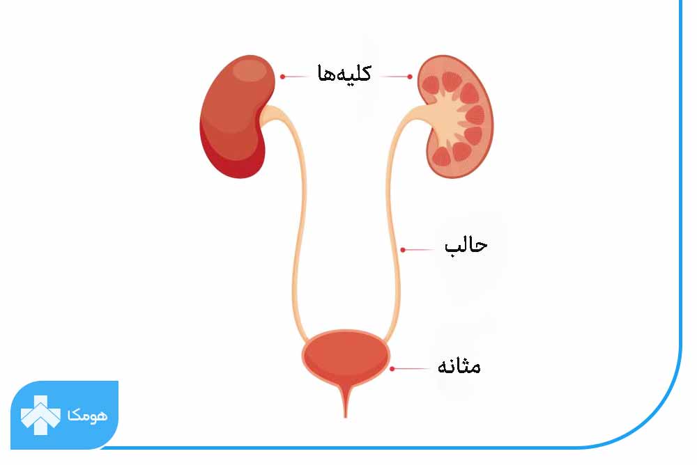 حالب و نقش آن در بدن