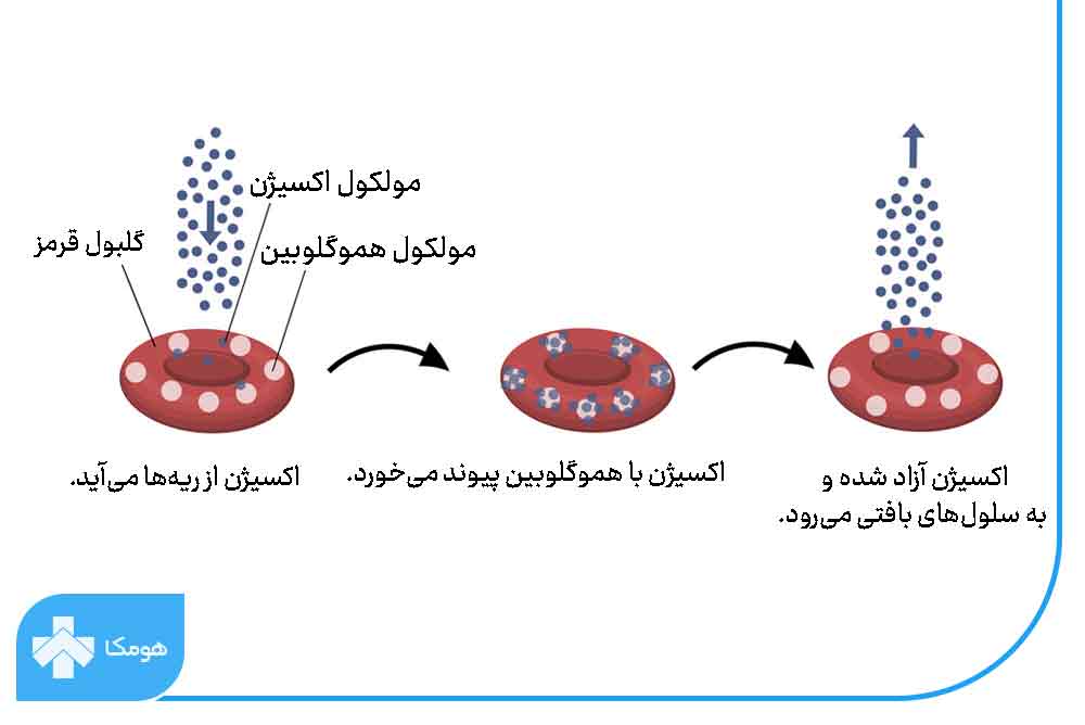 hgb در آزمایش خون