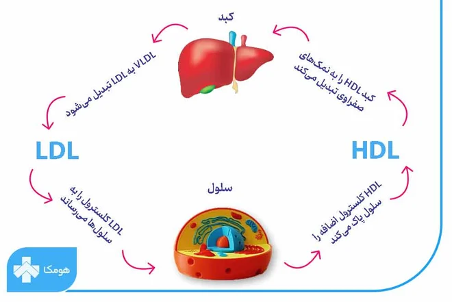 LDL در آزمایش خون چیست؟