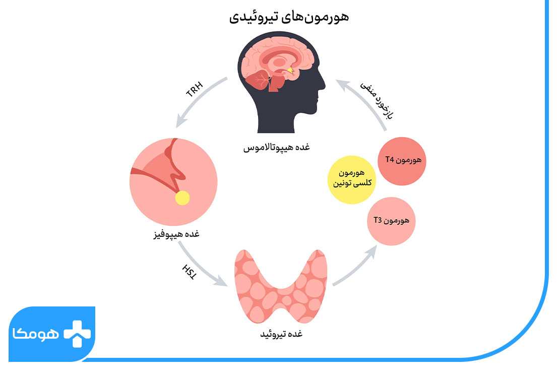 هورمون تیروئید در بدن